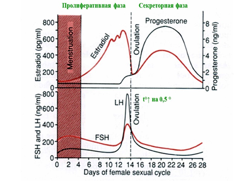 Секреторная фаза t°↑ на 0,5 ° Пролиферативная фаза